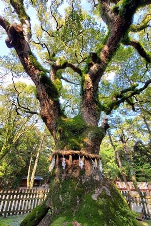 AtsutaOkusu_300x450.jpg